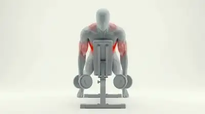 Form animation: Chest-supported dumbbell row